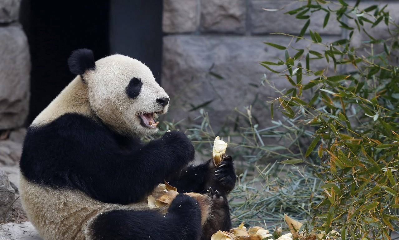 北京动物园卖萌的大熊猫