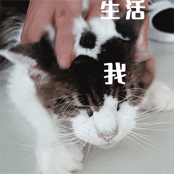 76只喵星人任吸!2m巨型bb投怀送抱,广州就①家!