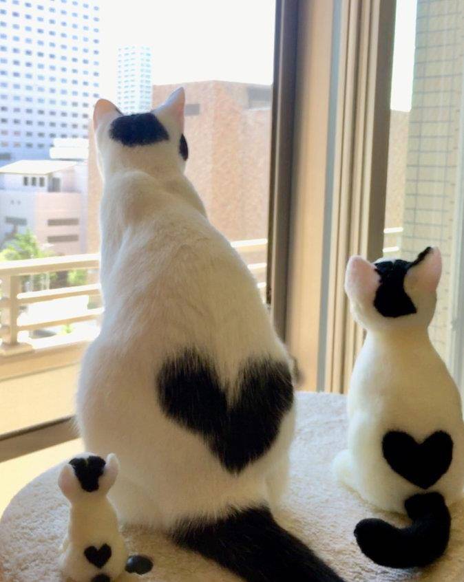 日本猫咪天生自带爱心图案吸粉无数