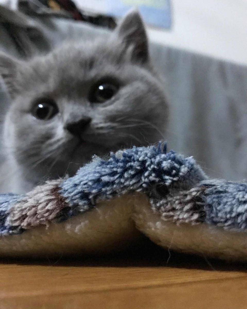 吸猫伐?两个月大的小蓝猫