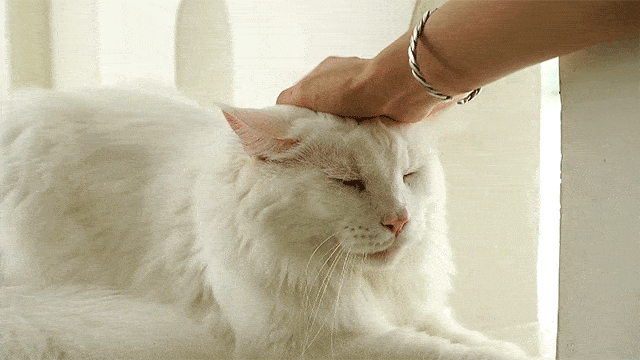 2m巨型bb投怀送抱,广州就①家!_猫猫