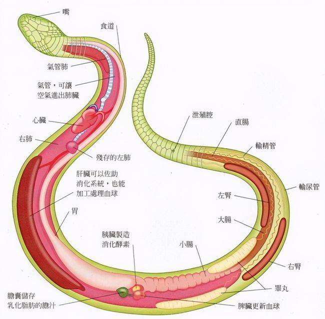 原创蛇的软肋是什么真的不是雄黄粉两场实验告诉你答案