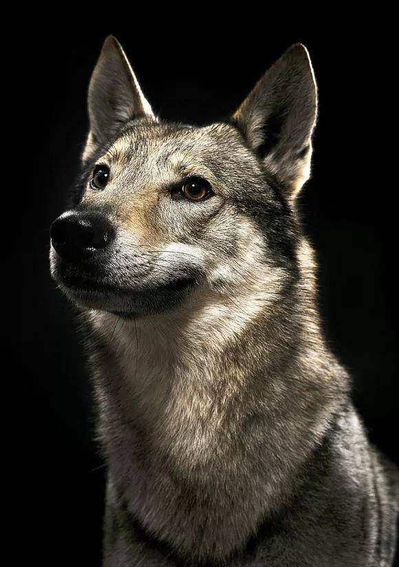 捷克狼犬,昆明犬——机警,凶猛,忠诚的特警奇"兵"