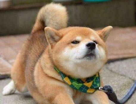 为啥日本人喜欢本土柴犬,而国人却看不起田园犬,原因在这