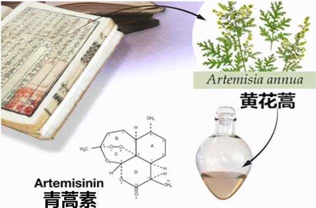 原创青蒿素中医药献给世界的礼物