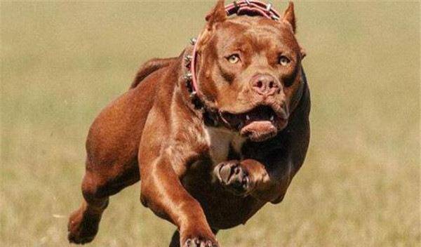 原创全球10大最凶的狗,土佐犬和比特犬成功入选,你敢养吗?