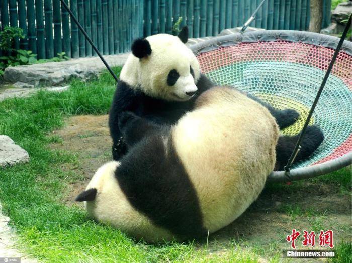 大熊猫被降级,"国宝"怎么了?