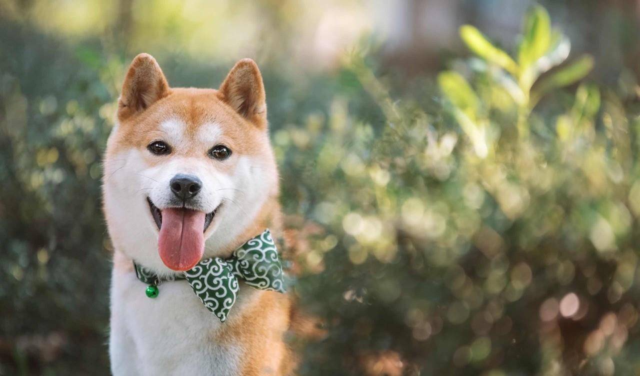 柴犬美图集