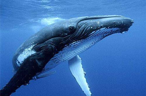 日本为何斥巨资捕鲸鱼?并不是为了吃肉,真实目的值得全世界警惕