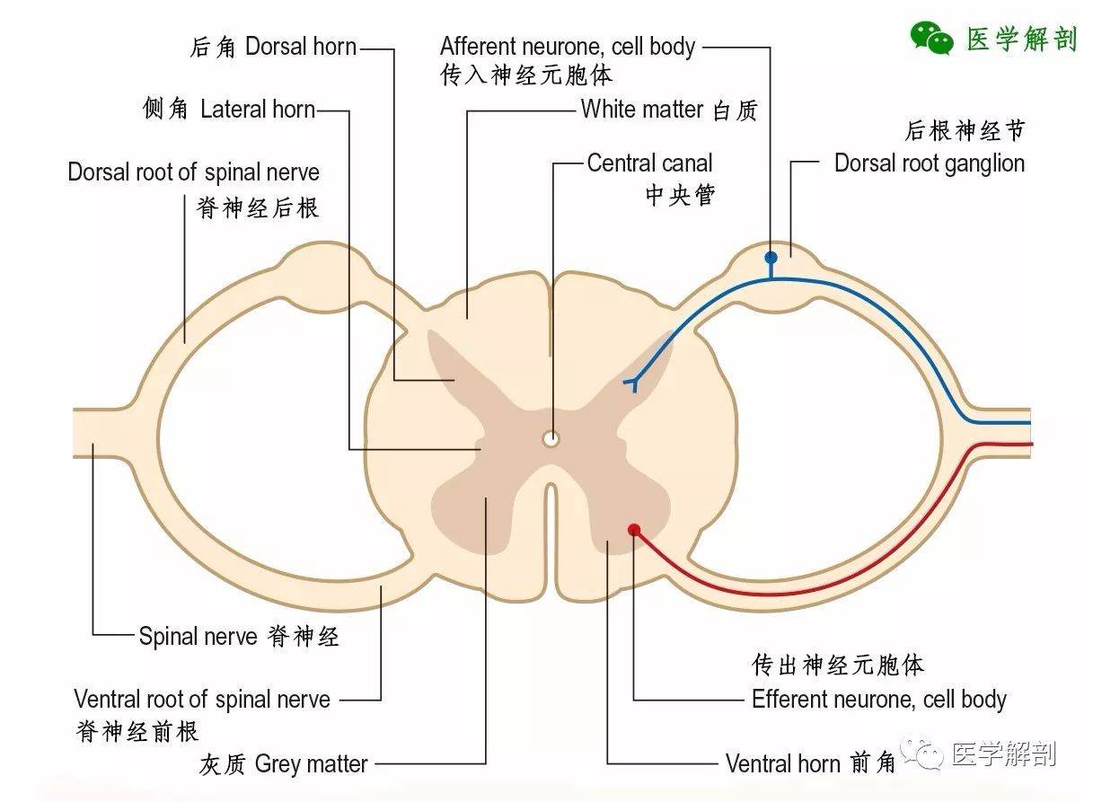 图1.脊髓横切面,示灰质和白质配布及脊神经前,后根