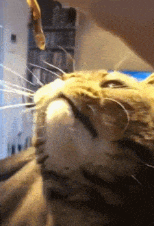 猫咪发现主人偷吃猫粮,一脸惊讶:我看到了什么?