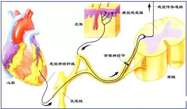 10,胸腹垫枕试验