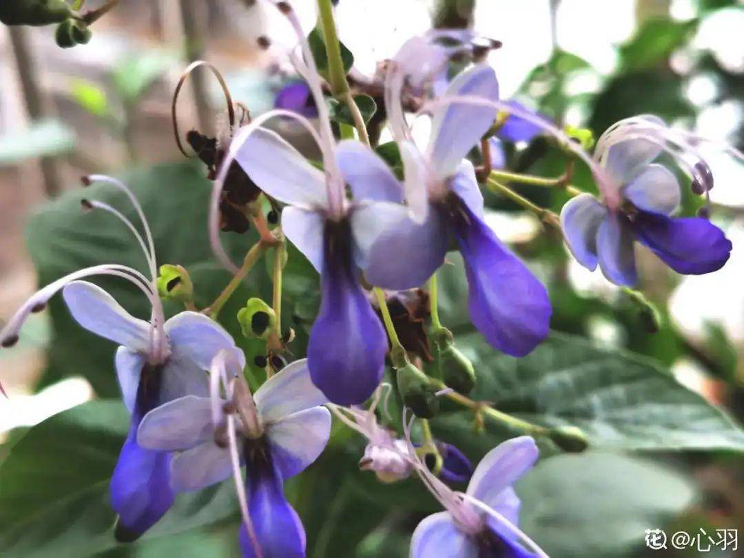 原创1种花名叫花毛茛开花像是小蝴蝶颜值超高