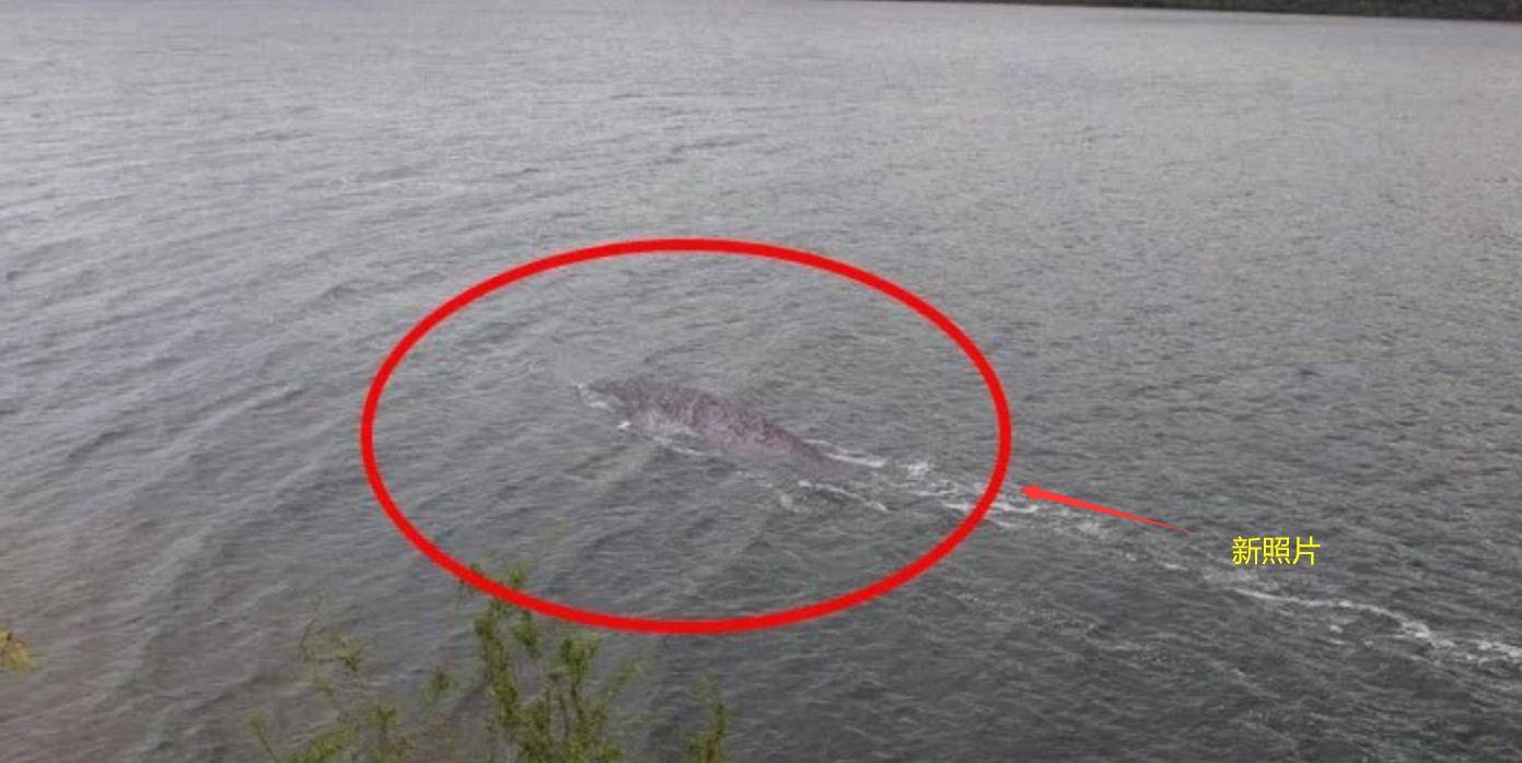 "尼斯湖水怪"是真的?新照片清晰可见,露出水面2.4米被拍到了_蛇颈