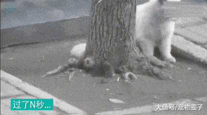 原创被猫抓住的老鼠, 为了逃生, 真是八仙过海各显神通啊