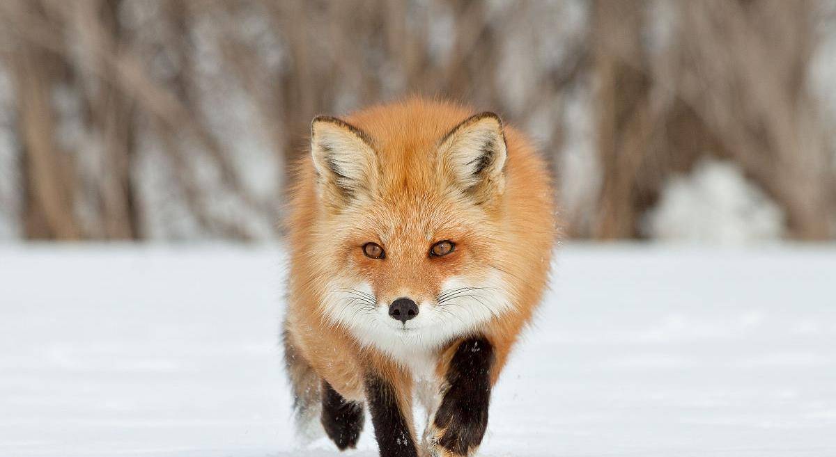 原创物种百科赤狐
