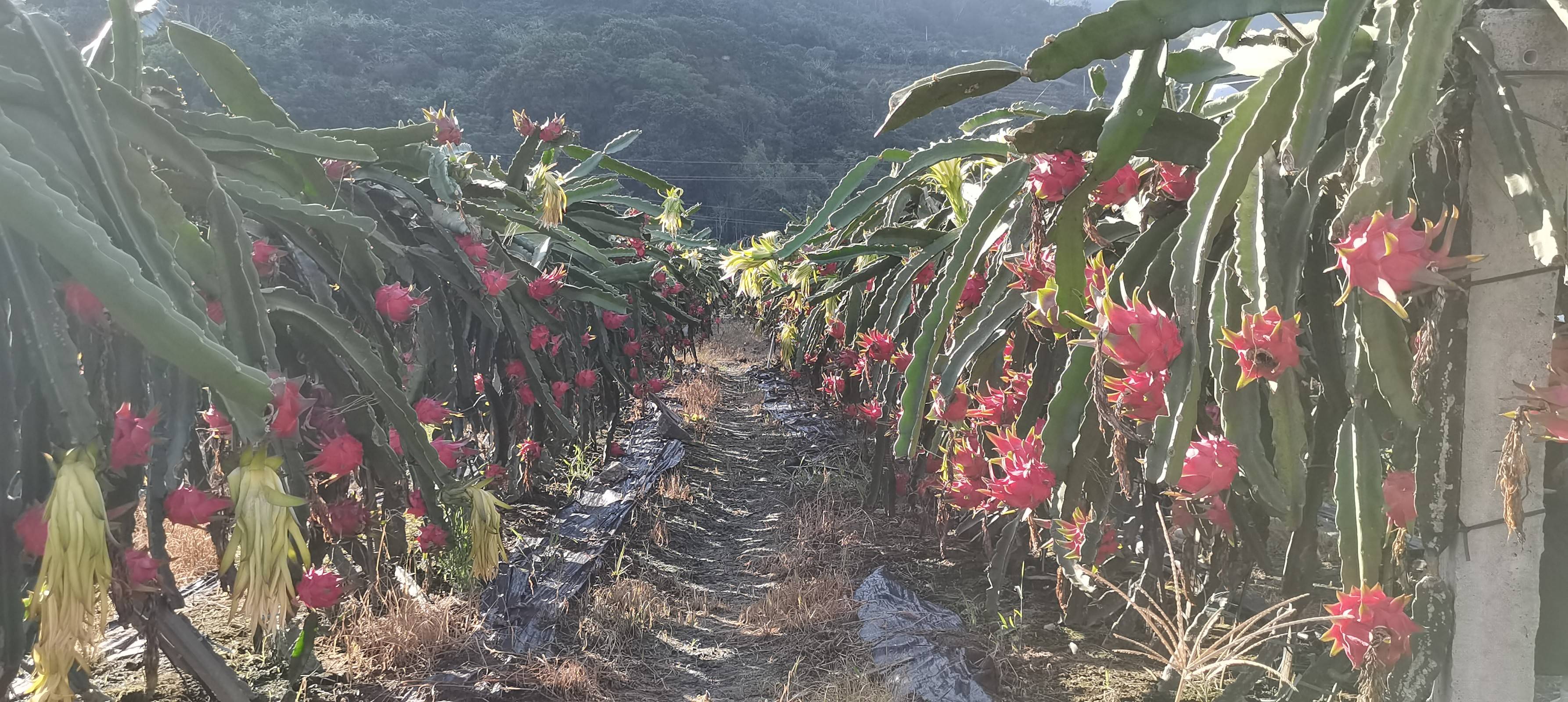 走进黄羌坡火龙果基地薪火启航社会实践队