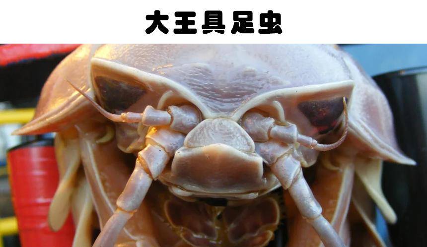 原创科学家在深海里发现的8种神秘而又怪异的生物