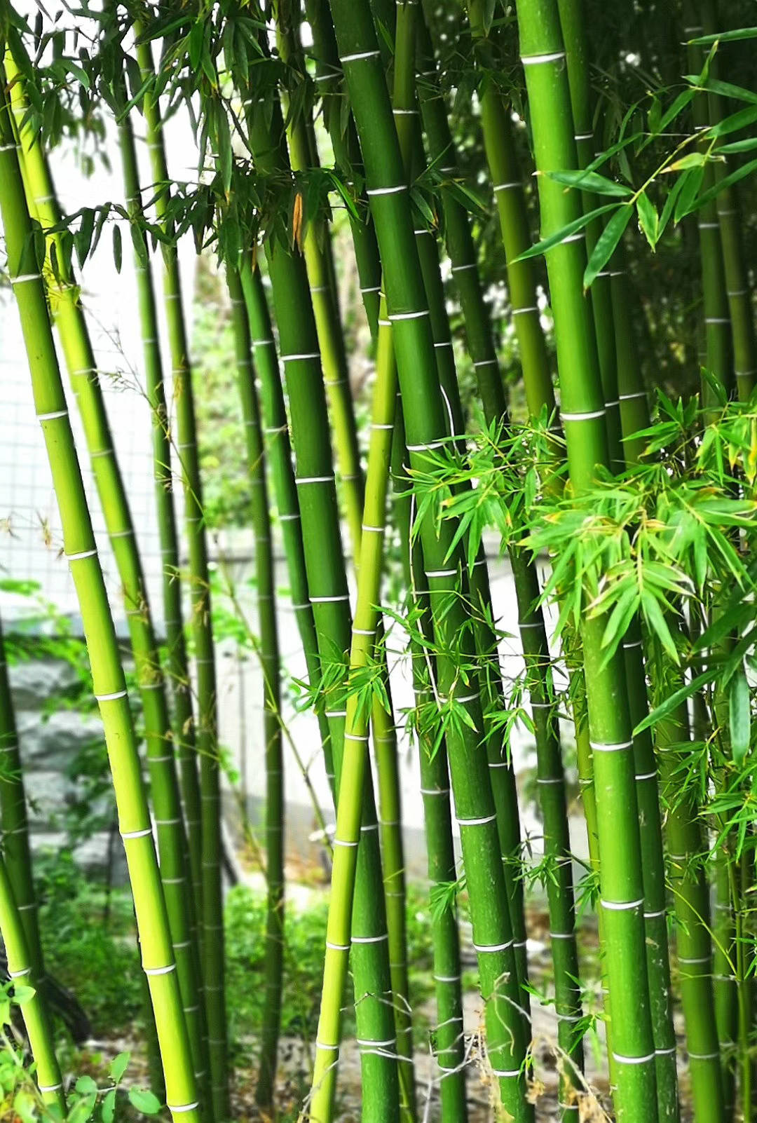 河南虞城:夏日大竹林 美丽郭土楼_金辉