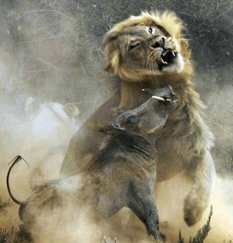 原创世界上十大最丑动物大战狮子 出现丧心病狂一幕!