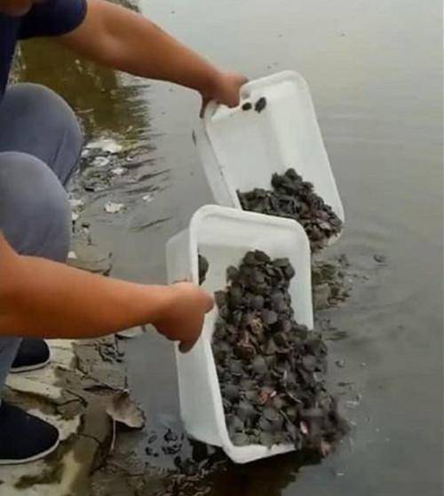 这位男子买了很多巴西龟回来,为了做善事居然把它们都放生了,这可是