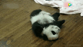 熊猫宝宝圆滚滚的 总是翻不过身来 小模样太可爱了!