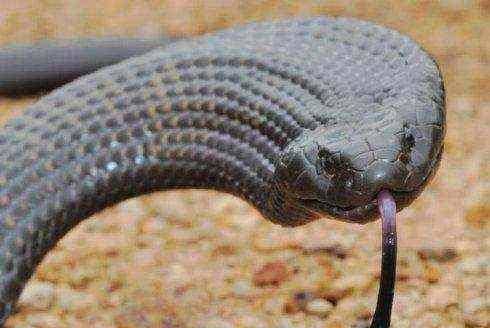 黑虎蛇在世界上所有的毒蛇之中排名