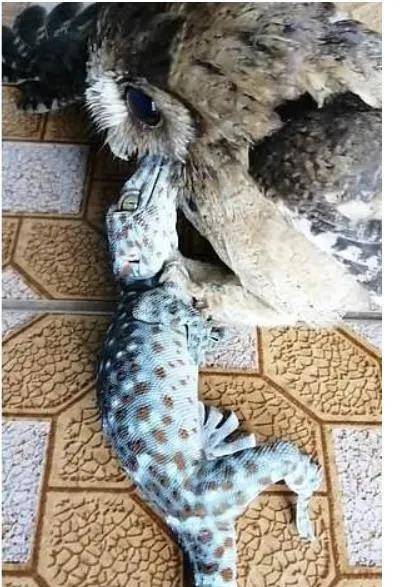 泰一女子收留一只受伤的小猫头鹰,却让宠物大壁虎受伤
