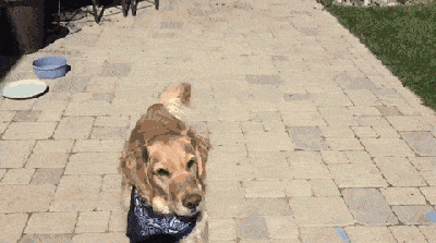 ▼ 话说,难道训练狗狗接东西,真的是一个不可能完成的任务么?