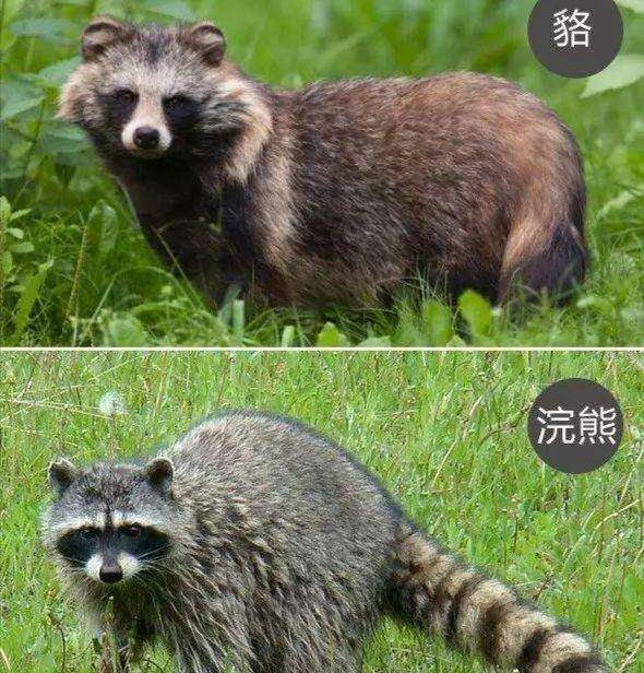 原创浙江安吉现浣熊狗,被认为是狗的祖先,犬科只有它冬眠,并非浣熊
