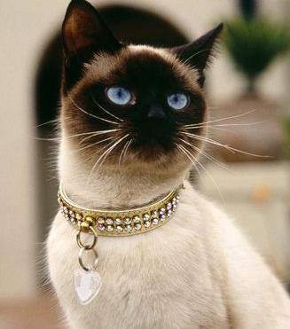 泰国猫又名暹罗猫起源于泰国但对其野生前体从何而来还不得而知