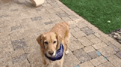 ▼ 话说,难道训练狗狗接东西,真的是一个不可能完成的任务么?