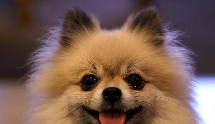肚量最小的5种狗狗,如果你对它不好,它就会一直记得你