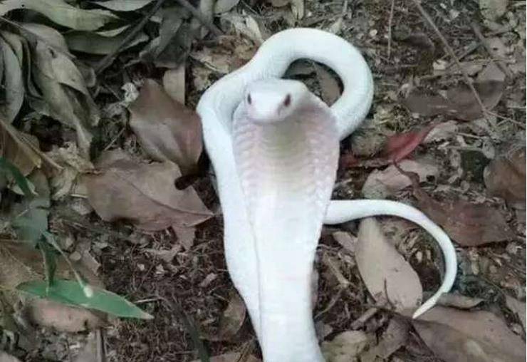 白色的舟山眼镜蛇看上美丽柔弱,但毒蛇的毒性依然致命,受到威胁时候
