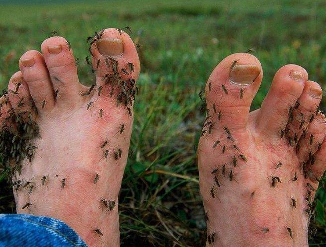 全球蚊子密度最大的地区,零下也能存活,动物们反倒遭了殃