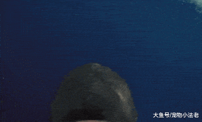 男子发现虎鲸突然冲向自己,差点吓晕,但虎鲸的动作却让他笑喷了