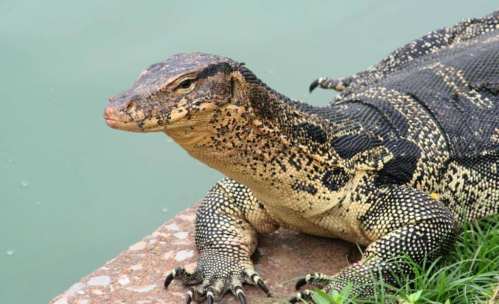 原创泰国农民家中现巨蜥五爪金龙被困4米水井想救蜥蜴却险些被咬