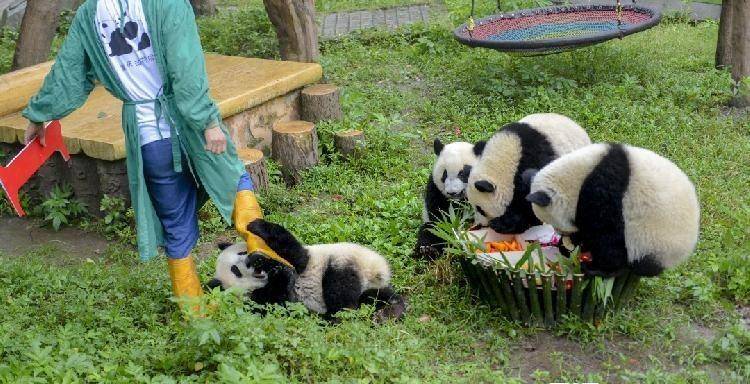 重庆动物园的两对双胞胎大熊猫一岁啦