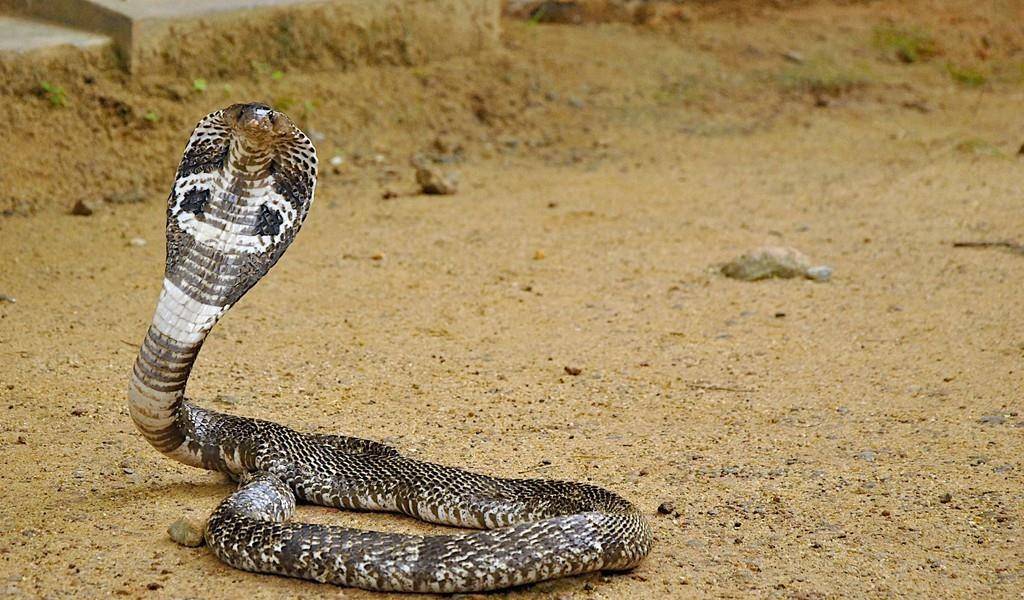 论证:眼镜王蛇是眼镜蛇里的王者吗?它们是同一物种吗?