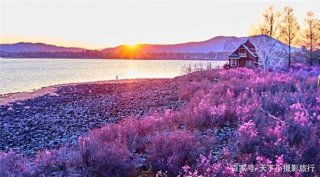 达尔滨湖,杜鹃花开成海