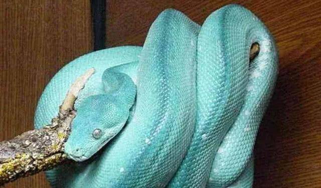 世界上最贵的蛇,它是基因变异的蛇,一只比一辆凯迪拉克还要贵