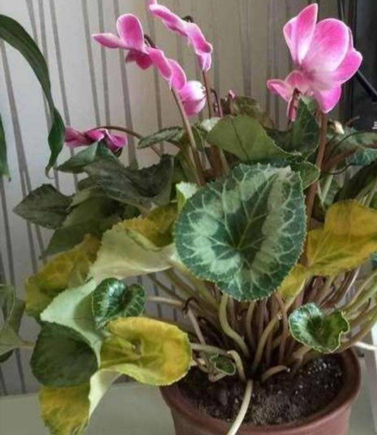 仙客来开完花后,只要做好这几点,还能重新长叶开花