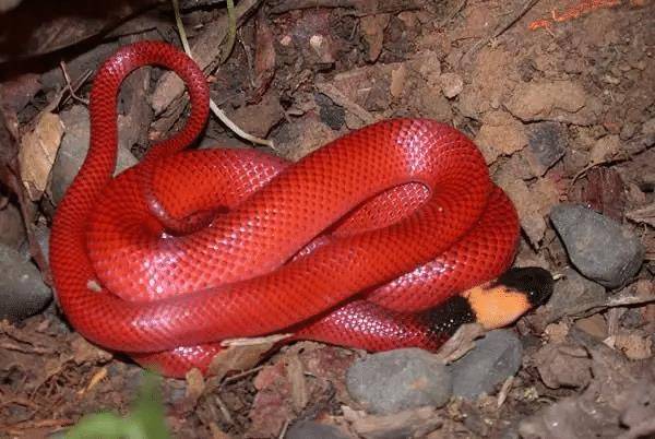 而幼体阶段的拟蚺蛇其实是红色的,随着他们长大,红色会褪去,留下漆黑