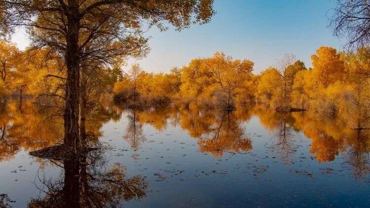 在额济纳旗大漠胡杨林的一场金秋邂逅_景区