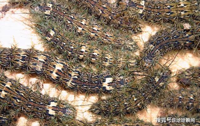 原创最快15个小时致人死亡世界上最毒的毛毛虫触之全身内出血而亡