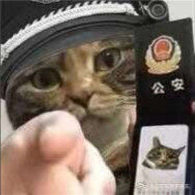 小猫咪警察搞笑表情包大全