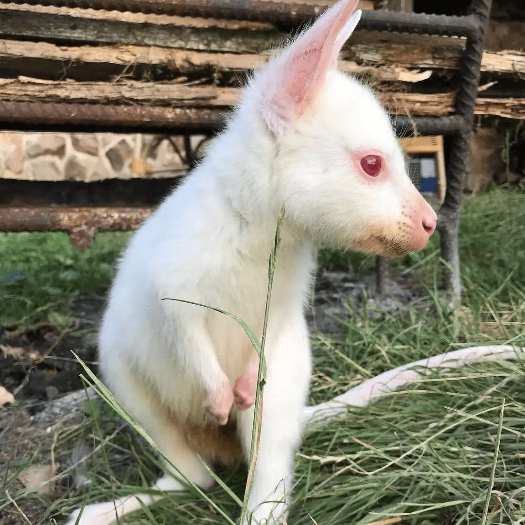 白鹿祥兆?陕西发现纯白色小梅花鹿,盘点5种令人惊奇的白化动物