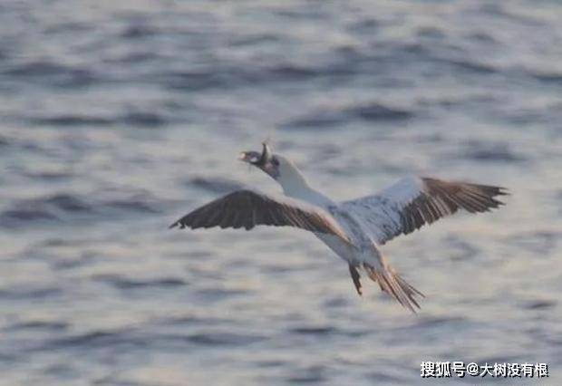 飞鱼飞出水面遇到海鸟,飞鱼只能飞翔却不会真飞,还能往哪逃?