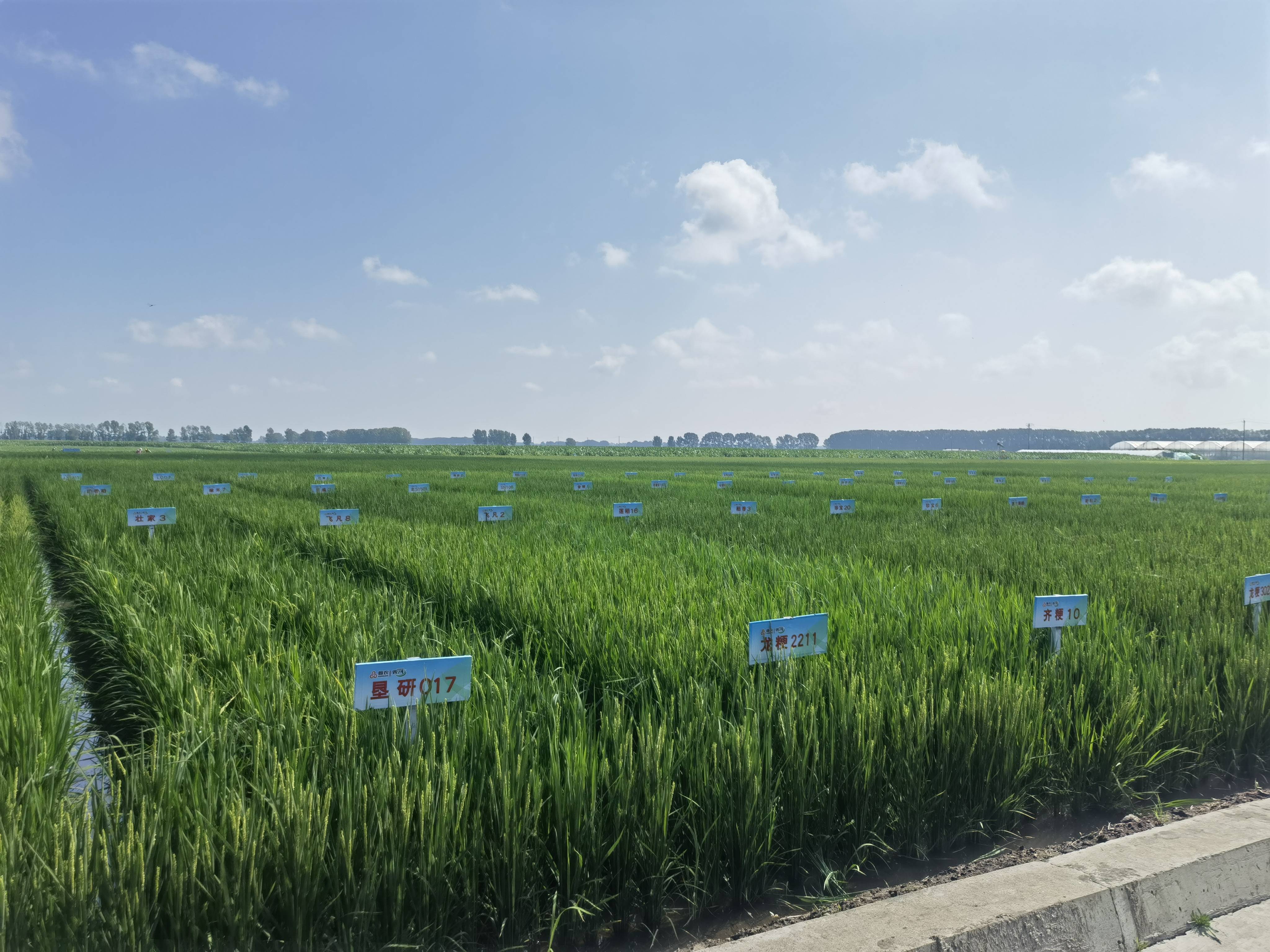 双河农场:全力打造现代农业产业示范园区