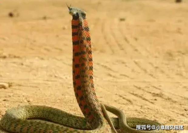 原创虎斑颈槽蛇身怀多技体含剧毒为何还有人说它是无毒蛇